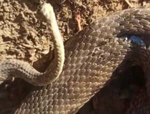 Van’da görülen koca engerek yılanı hakkında önemli bilgiler