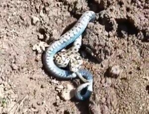 Daha önce bu türde yılan Van’da görülmemişti! Zehirli olmaması rahat nefes aldırdı