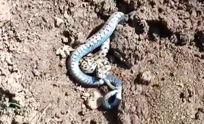 İpekyolu ilçesindeki Erek Dağı’nda birçok yılan türü görüntülenmişti… Bu türlerin