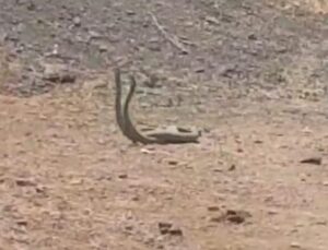 Hakkari’de dans eden yılanlar görüntülendi
