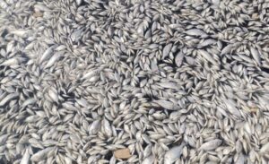 İzmir Körfezi’nde ölü balık sayısı gün geçtikçe çoğalarak artıyor. Yüzbinlerce