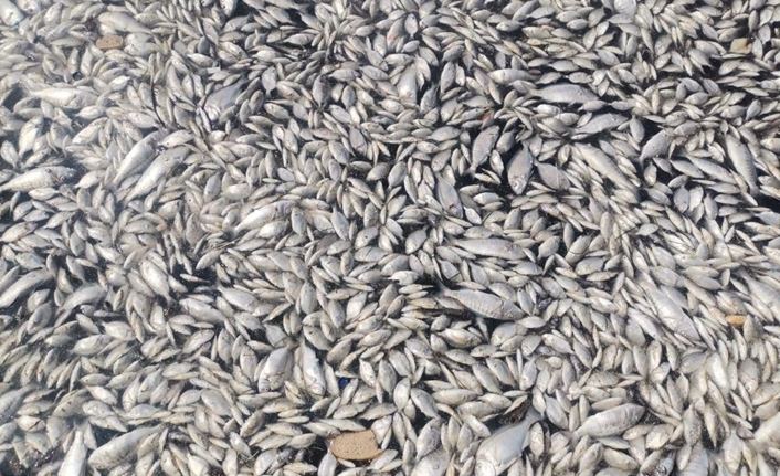 İzmir Körfezi’nde ölü balık sayısı gün geçtikçe çoğalarak artıyor. Yüzbinlerce