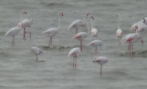 Her yıl İran’ın Urmiye Gölü’nden gelerek Van Gölü Havzası’nda bir