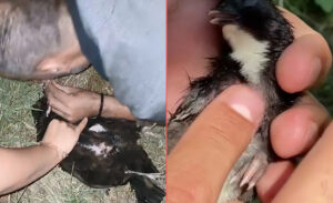 Bitlis ve Erzurum’dan gelen videolardaki hareketler yürekleri ısıttı. Sansarın saldırdığı