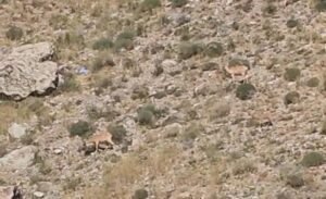 Özellikle 2 senedir dağ keçileri ara ara Van, Hakkari ve