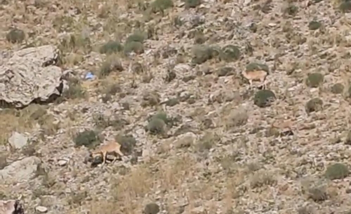 Özellikle 2 senedir dağ keçileri ara ara Van, Hakkari ve