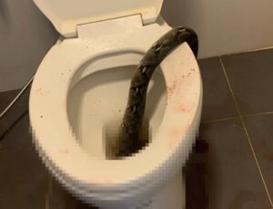 Klozette otururken dev piton tarafından ısırıldı