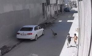 lay, Şanlıurfa’nın Ceylanpınar ilçesine bağlı Seydo Atilla Mahallesinde yaşandı. Güvenlik