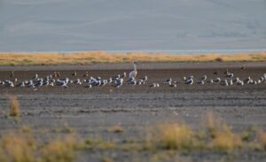 Van Gölü havzasında nadir olarak görülen ve 8 yıl önce