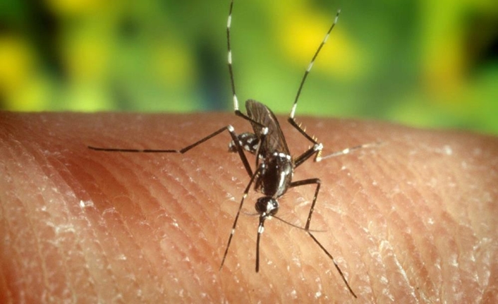 Son günlerde Dünya’da endişe yaratan Maymun Çiçeği virüsü beklerden, Türkiye’de