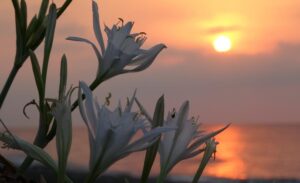 Akdeniz’e 321 kilometre kıyısı bulunan Mersin’de, koruma altına olan sahillere