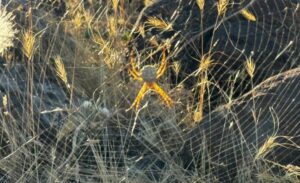 Muş’un Şenyayla bölgesinde hayvanlarını otlatan çiftçiler, dikkat çekici görünüme sahip