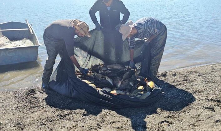 Van’da kaçak avlanan 400 kilo balık suya bırakıldı