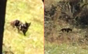 Muş’ta doğa yürüyüşüne çıkan Metin Talay, Mehmetcan Bağları’nda şaşırtıcı bir