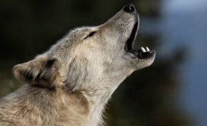 İpekyolu ilçesine bağlı Erçek Mahallesi’nde meydana gelen olayda, aç olduğu