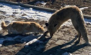 Edremit ilçesinde etkisini gösteren dondurucu soğuk hava, yaban hayatını olumsuz