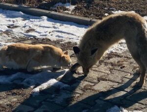 Van’da soğuk hava tilkiyi dondurdu