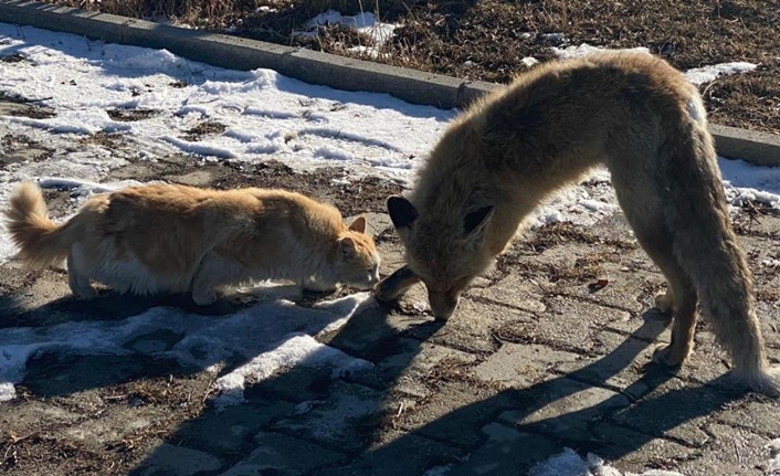 Edremit ilçesinde etkisini gösteren dondurucu soğuk hava, yaban hayatını olumsuz