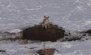 Van’da etkili olan dondurucu soğuklar, yaban hayatını olumsuz etkilemeye devam