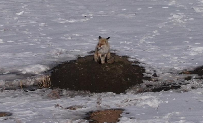 Van’da etkili olan dondurucu soğuklar, yaban hayatını olumsuz etkilemeye devam