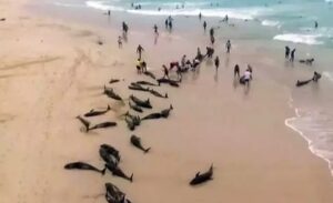 Somali’nin özerk Puntland bölgesinde çevre felaketi endişesi. Bosaso limanı yakınlarında