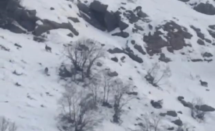 Yüksekova ilçesinde son günlerde sürüler halinde görülen dağ keçileri, vatandaşları