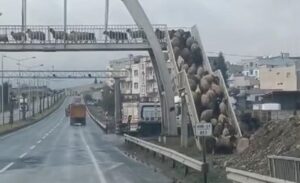 Cizre ilçesinde, alışılmadık bir olay yaşandı. Çevre yolu okullar bölgesindeki