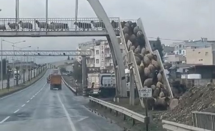 Cizre ilçesinde, alışılmadık bir olay yaşandı. Çevre yolu okullar bölgesindeki