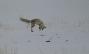 Kentin yüksek kesimlerinde kar ve soğuk hava, yaban hayvanlarının yiyecek