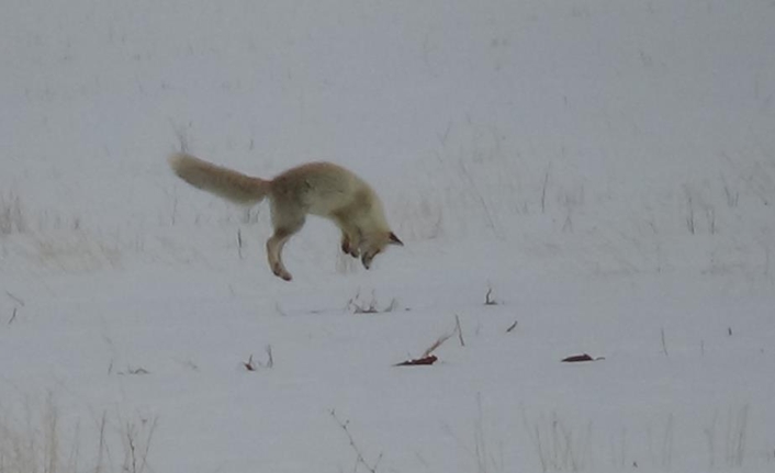 Kentin yüksek kesimlerinde kar ve soğuk hava, yaban hayvanlarının yiyecek