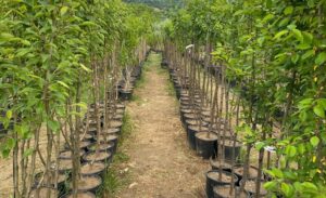 Van Valiliği tarafından hayata geçirilen ‘Meyvecilik Projesi-3’ kapsamında, 640 bin