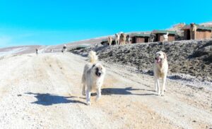 Van Valisi Ozan Balcı, sahipsiz hayvanlar için oluşturulan Türkiye’nin en