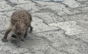 Dörtyol ilçesinde bir evin bahçesinde yaklaşık 12 saat boyunca kendi