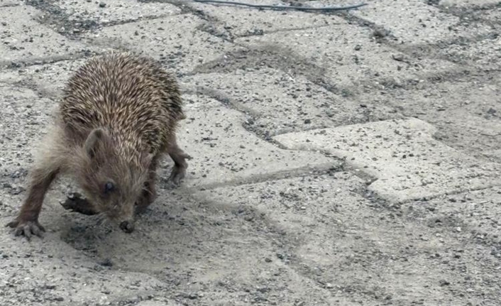 Dörtyol ilçesinde bir evin bahçesinde yaklaşık 12 saat boyunca kendi