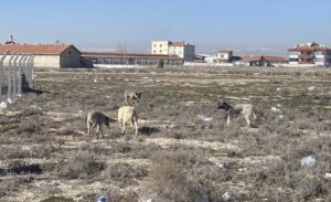 Başıboş sokak köpekleri vatandaşların can güvenliğini tehdit etmeye devam ediyor.