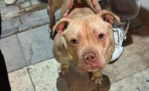 Gümüşhane’de, İl Emniyet Müdürlüğü Asayiş Şube Müdürlüğü ekipleri, Atatürk Caddesi