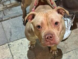 Köpeği ağızlıksız gezdirdi! 76 bin TL cezaya çarptırıldı