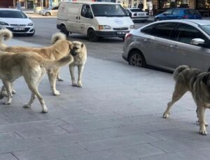 Bir çocuk daha sokak köpeklerine yem oldu! Çocukların sokak iti kadar değeri yok
