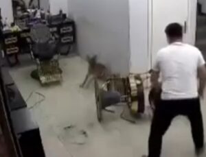 Zincirini koparan köpek dehşet saçtı! Kuaförde tıraş olan müşteriyi ısırdı