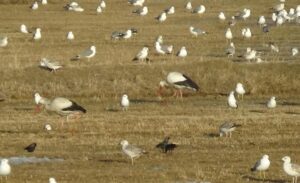 Türkiye’nin en soğuk illerinden biri olan Van’da, her yıl sonbaharda