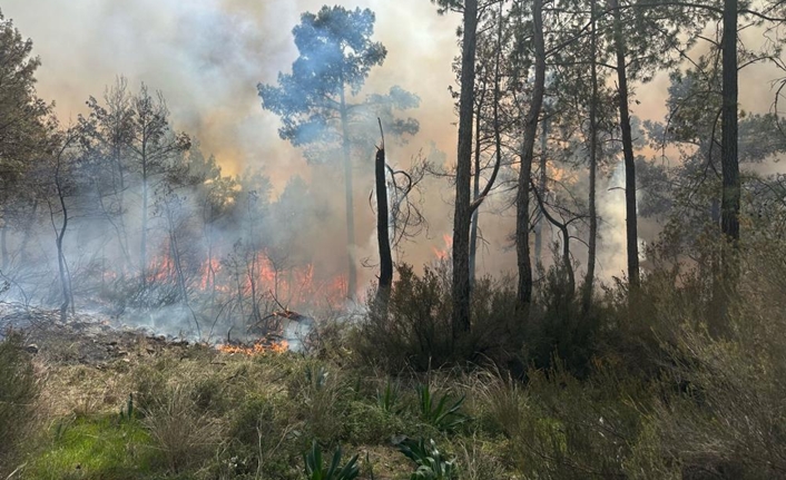Kemer ilçesine bağlı Tekirova Mahallesi’nde henüz belirlenemeyen bir nedenle orman