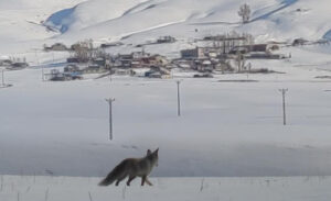 Van’da etkili olan kar yağışı sonrası soğuk hava, yaban hayvanlarının
