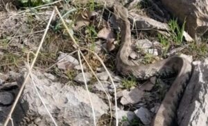 Şemdinli ilçesinde havaların ısınmasıyla birlikte yılan türleri gün yüzüne çıkmaya