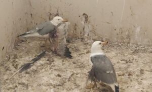 Van ve çevresinde yaralanan veya yuvasından düşen birçok yaban hayvanı,