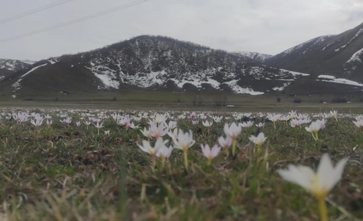 Yoğun geçen kış mevsiminin ardından doğa uyanmaya başladı. Kardelenler, dağların