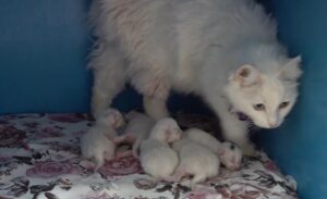 Üniversitesi (Van YYÜ) bünyesinde kurulan Van Kedisi Araştırma ve Uygulama