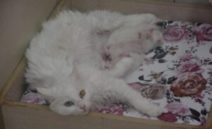 Türkiye’nin tescilli milli ırkı olan ve uluslararası alanda ün kazanan