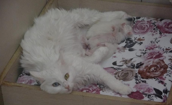 Türkiye’nin tescilli milli ırkı olan ve uluslararası alanda ün kazanan