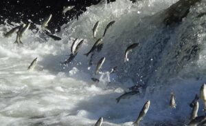 Dünyada sadece Van Gölü’nün sodalı suyunda yaşayabilen ve endemik tür