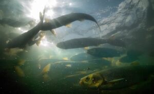 Dünyada sadece Van Gölü Havzası’nda yaşayan ve üreme döneminde akıntının